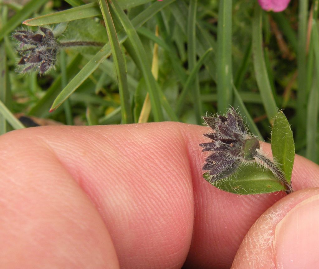 Veronica alpina